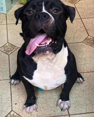 Amstaff maschio 3 anni