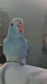 Parrocchetti dal collare cleartail