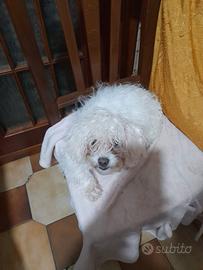 Maltesino maschio