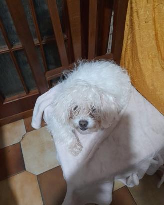 Maltesino maschio