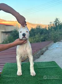 Dogo Argentino Cuccioli