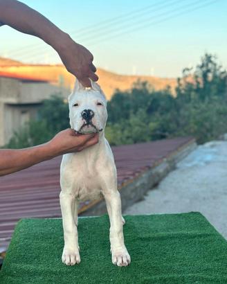 Dogo Argentino Cuccioli