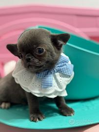 Chihuahua blue