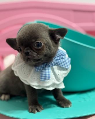 Chihuahua blue