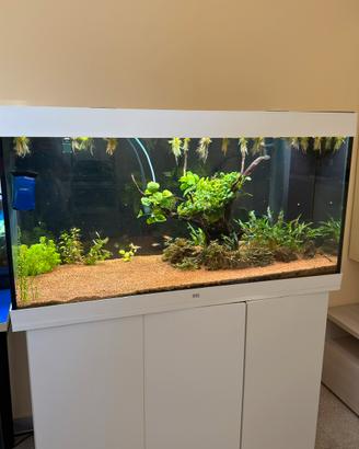 Acquario
