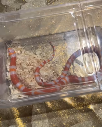 Animali