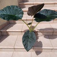 Alocasia Regal Shields vaso da 17 cm