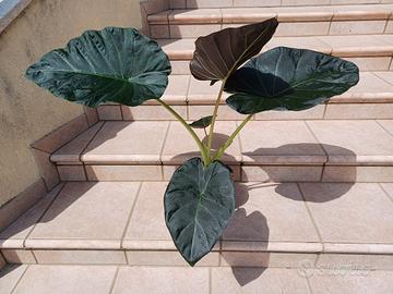 Alocasia Regal Shields vaso da 17 cm