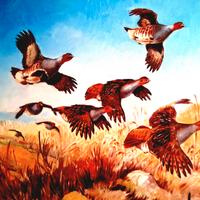 Dipinto ad olio 60x50 int. a tema selvaggina