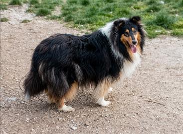 Rough Collie Tricolor femmina