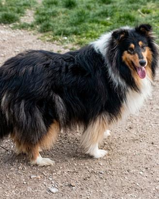 Rough Collie Tricolor femmina