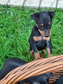 Cuccioli pinscher nano nero focato