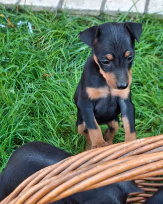 Cuccioli pinscher nano nero focato
