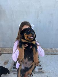 Cucciola di Rottweiler