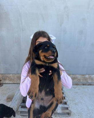 Cucciola di Rottweiler