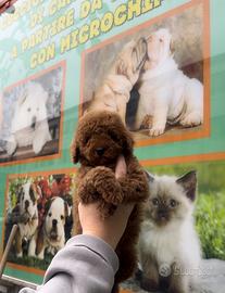 Cuccioli di barboncino red toy