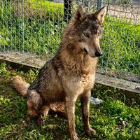 Cane lupo cecoslovacco