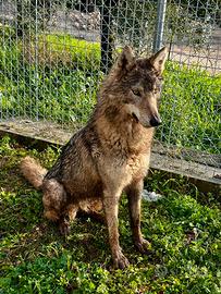 Cane lupo cecoslovacco