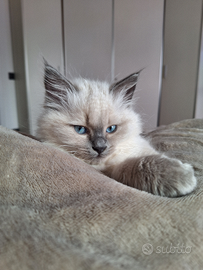 Cuccioli di siberiano ipoallergenici