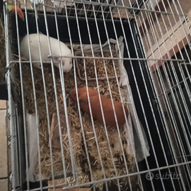 Gabbia x coniglio nano o porcellini d'india