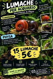 Lumache per acquario - Planorbarius & Physa