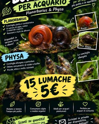 Lumache per acquario - Planorbarius & Physa