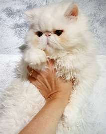 Gatti persiani ipertipici disponibili