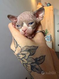 Sphynx