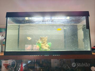 acquario di pesci