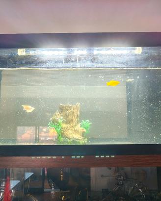 acquario di pesci