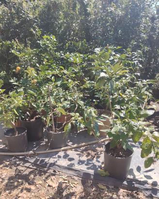 piante di limone