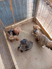 Cuccioli di segugio maremmano