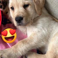 Cucciola Labrador retriver