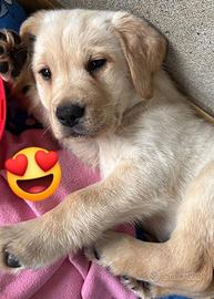 Cucciola Labrador retriver