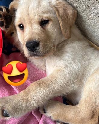 Cucciola Labrador retriver