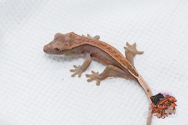 Geco Ciliatus Harley tangerine