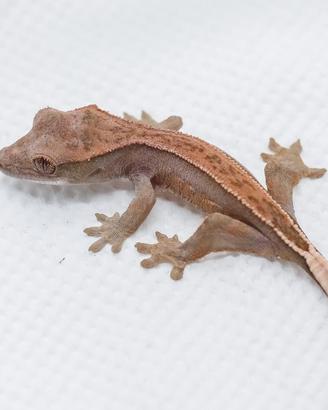 Geco Ciliatus Harley tangerine