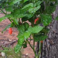 20 semi peperoncino Spinning Top + gift