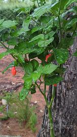 20 semi peperoncino Spinning Top + gift