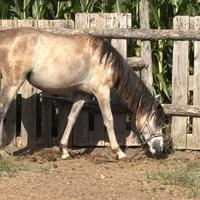 Pony femmina