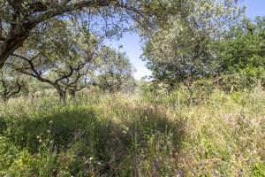 TER. AGRICOLO A MARCELLINA