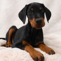 Cucciolo di Dobermann