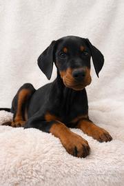 Cucciolo di Dobermann