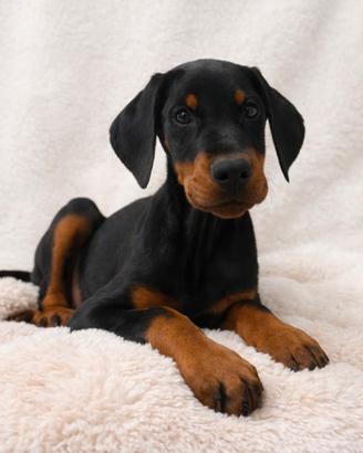 Cucciolo di Dobermann