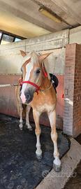 Cavallo Haflingher
