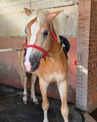 Cavallo Haflingher