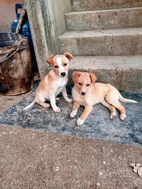 Cuccioli taglia piccola