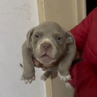 American bully