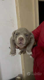 American bully