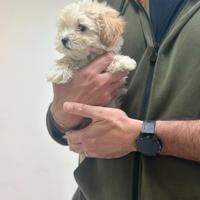 Maltipoo Crema disponibili ( Barboncino Maltese )